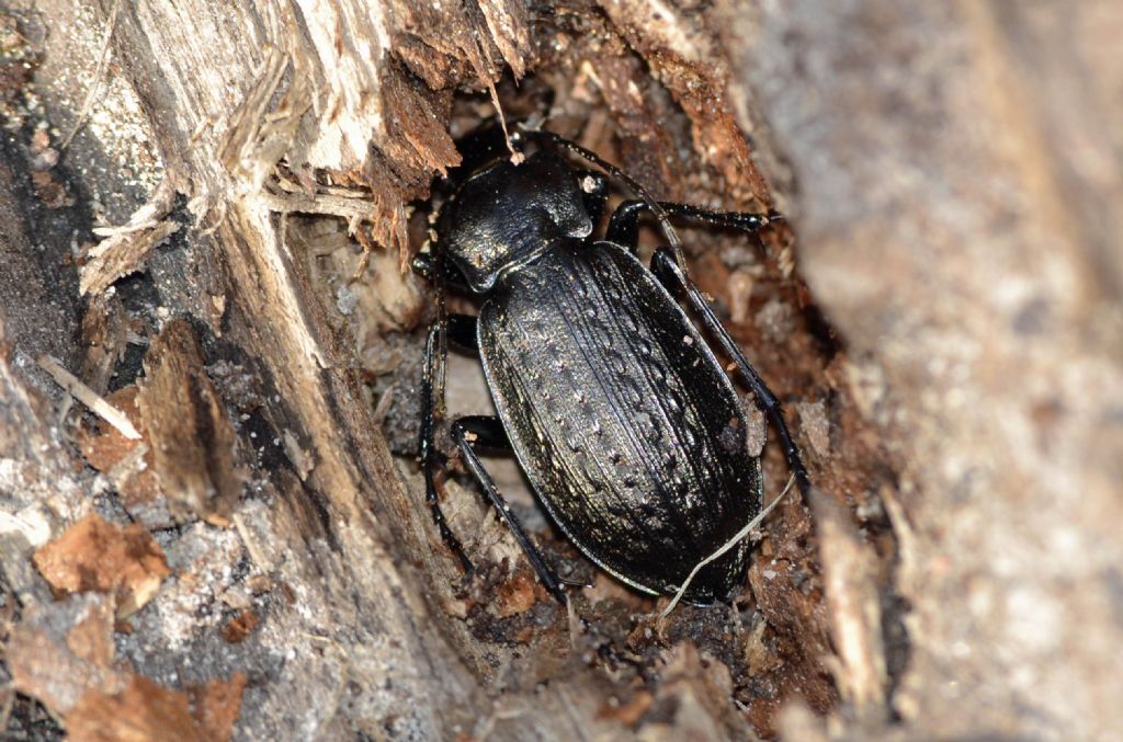 Carabus granulatus interstitialis, Carabidae